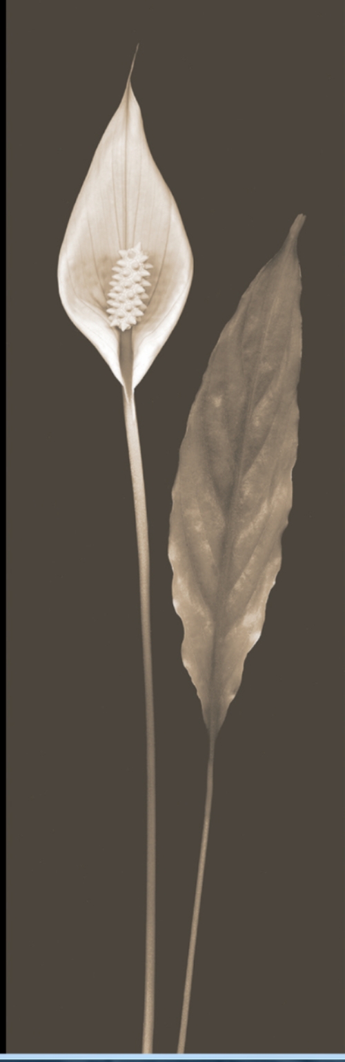 C.Dunn, Peace Lily, 1st Place