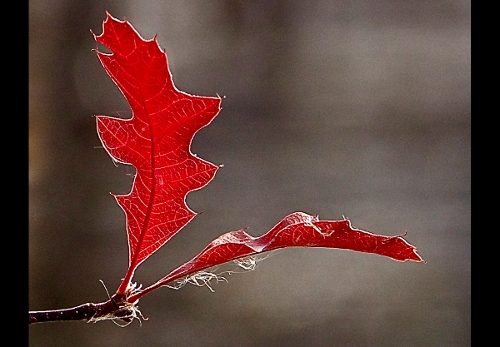 J.Taylor, Red Leaf, 3rd Place