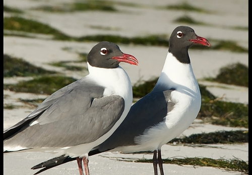 John Taylor Two Gulls, Honorable Mention